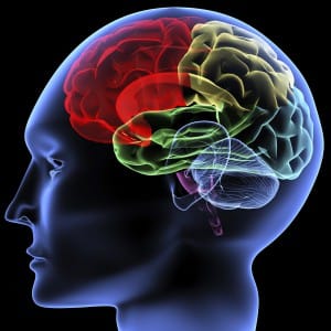 Brain areas with concussion